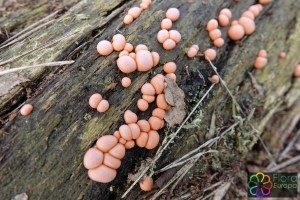 Lycogala epidendrum